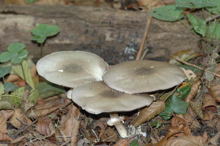 Agaricus campestris?